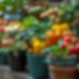 A vibrant selection of potted vegetables showcasing a variety of species.