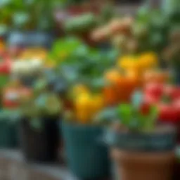 A vibrant selection of potted vegetables showcasing a variety of species.
