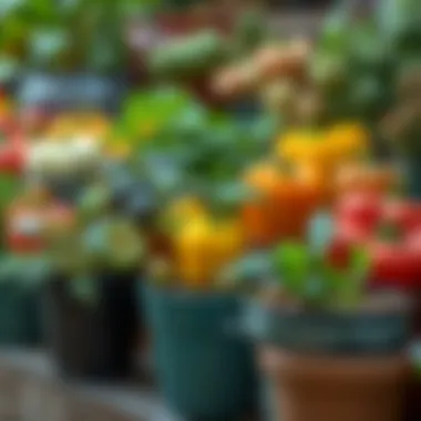 A vibrant selection of potted vegetables showcasing a variety of species.