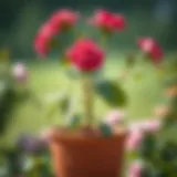 Vibrant Rose Plant A vibrant rose plant in a decorative pot