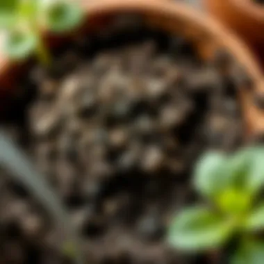 Close-up of rich, moist potting soil for healthy plants
