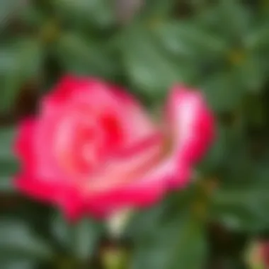 Healthy Rose Leaves Close-up of rose leaves demonstrating healthy growth
