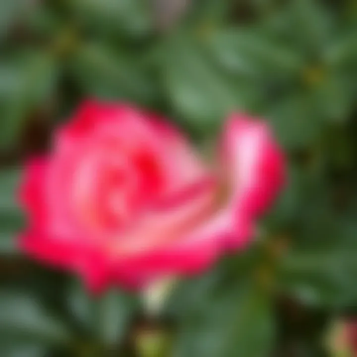 Healthy Rose Leaves Close-up of rose leaves demonstrating healthy growth