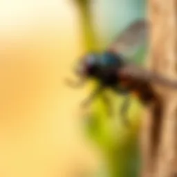 Natural repellents to keep flies away