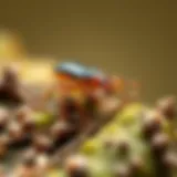 Close-up view of a springtail in its natural habitat