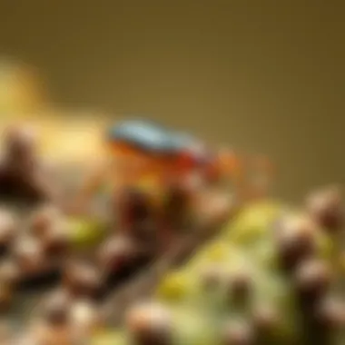 A Springtail in Its Element Close-up view of a springtail in its natural habitat