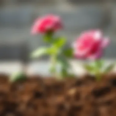 Soil Texture for Roses Close-up of soil texture for rose cultivation
