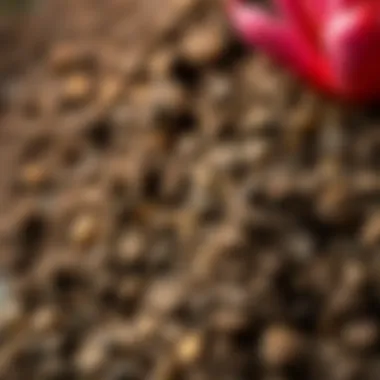 Close-up view of soil suitable for succulents showing drainage