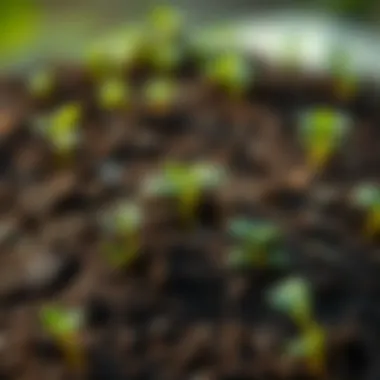 Healthy soil ecosystem supporting various plant life.