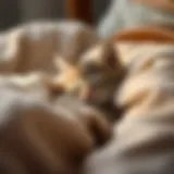 Calm sleeping kitten in a cozy bed