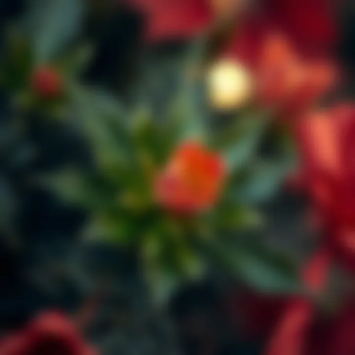 Detailed View of Christmas Flower Close-up of a Christmas flower showcasing healthy leaves and blooms