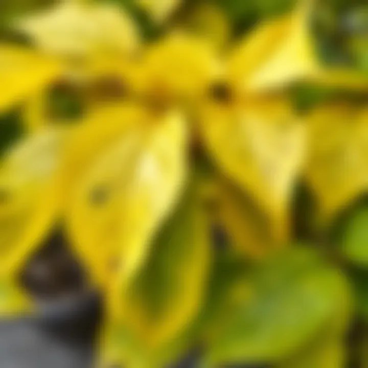 Close-up of yellowing Yuka leaves indicating health issues