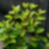 A healthy Yuka plant with vibrant green leaves